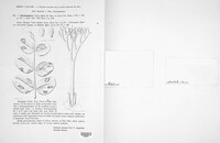 Peronospora viciae image